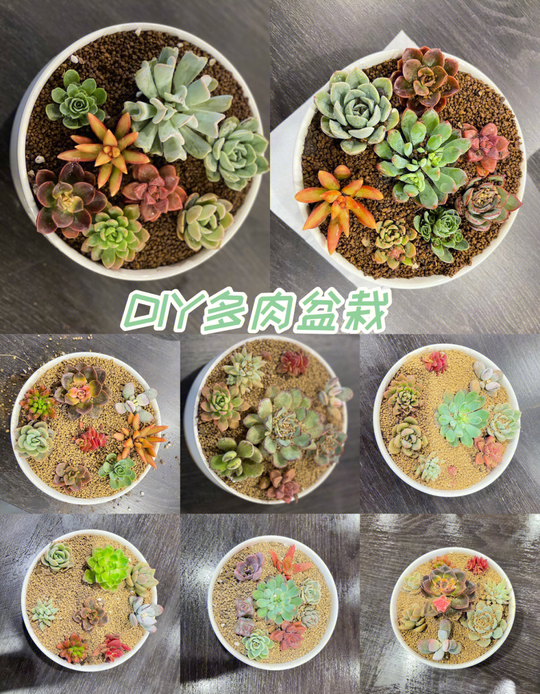 张家港团建活动diy多肉植物