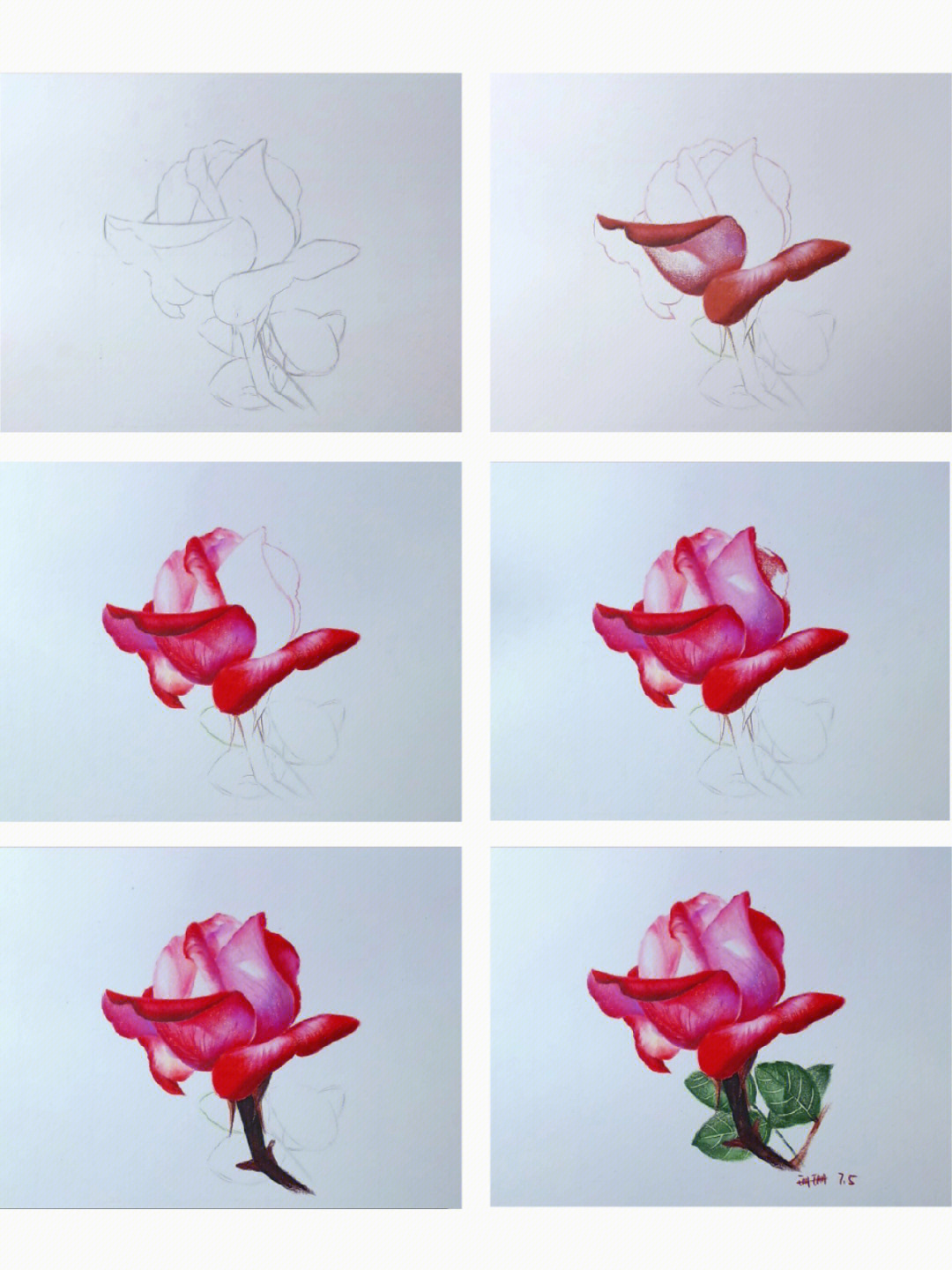 各种花朵彩铅画步骤图图片