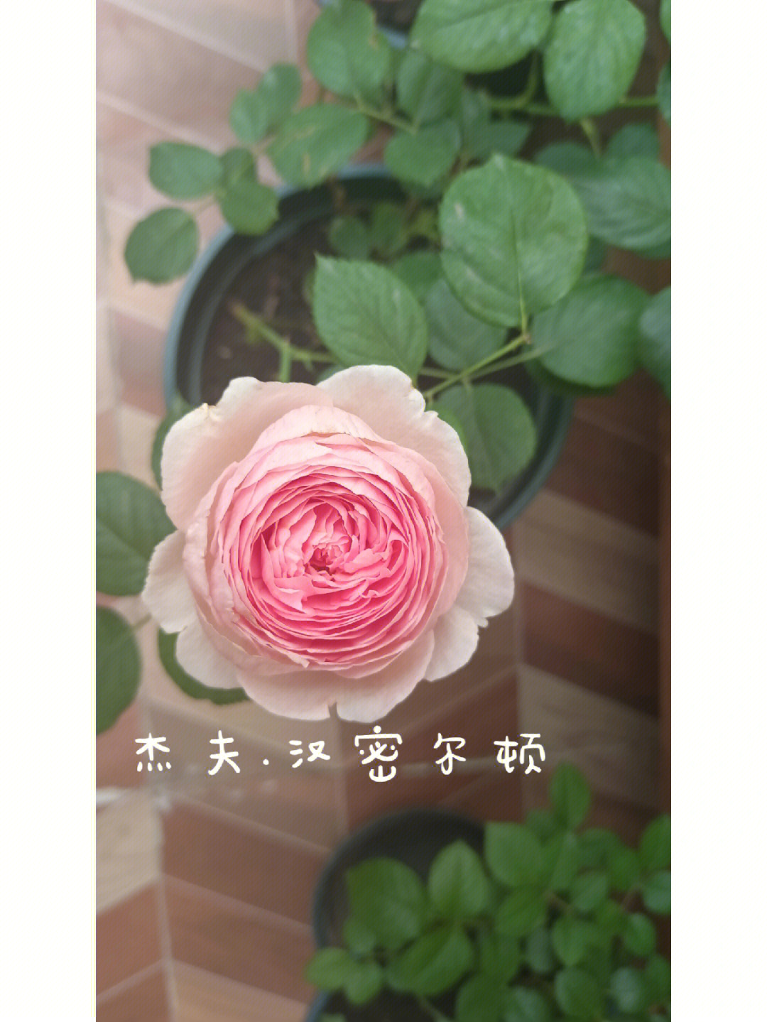 菲拉月季优缺点图片