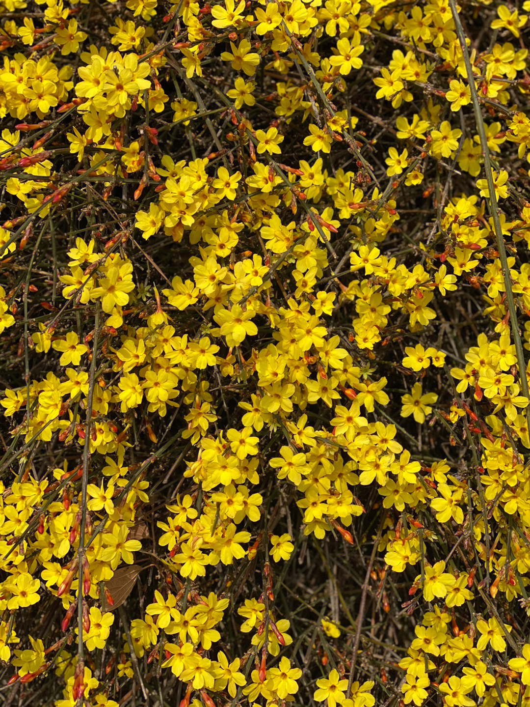 迎春花的高矮图片