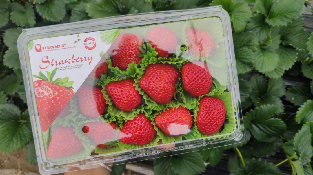 精品红颜草莓礼盒包装圣诞礼盒