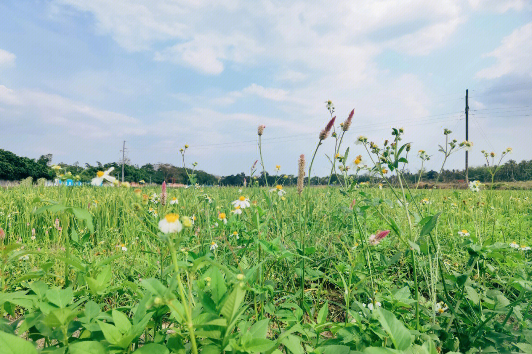 路边的野花不要采