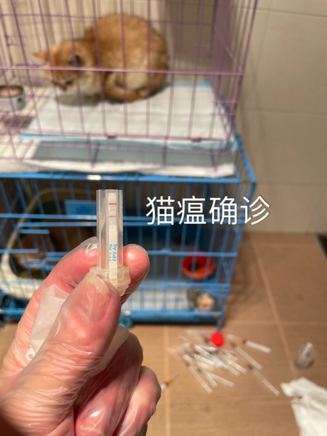 猫瘟怎么治疗图片