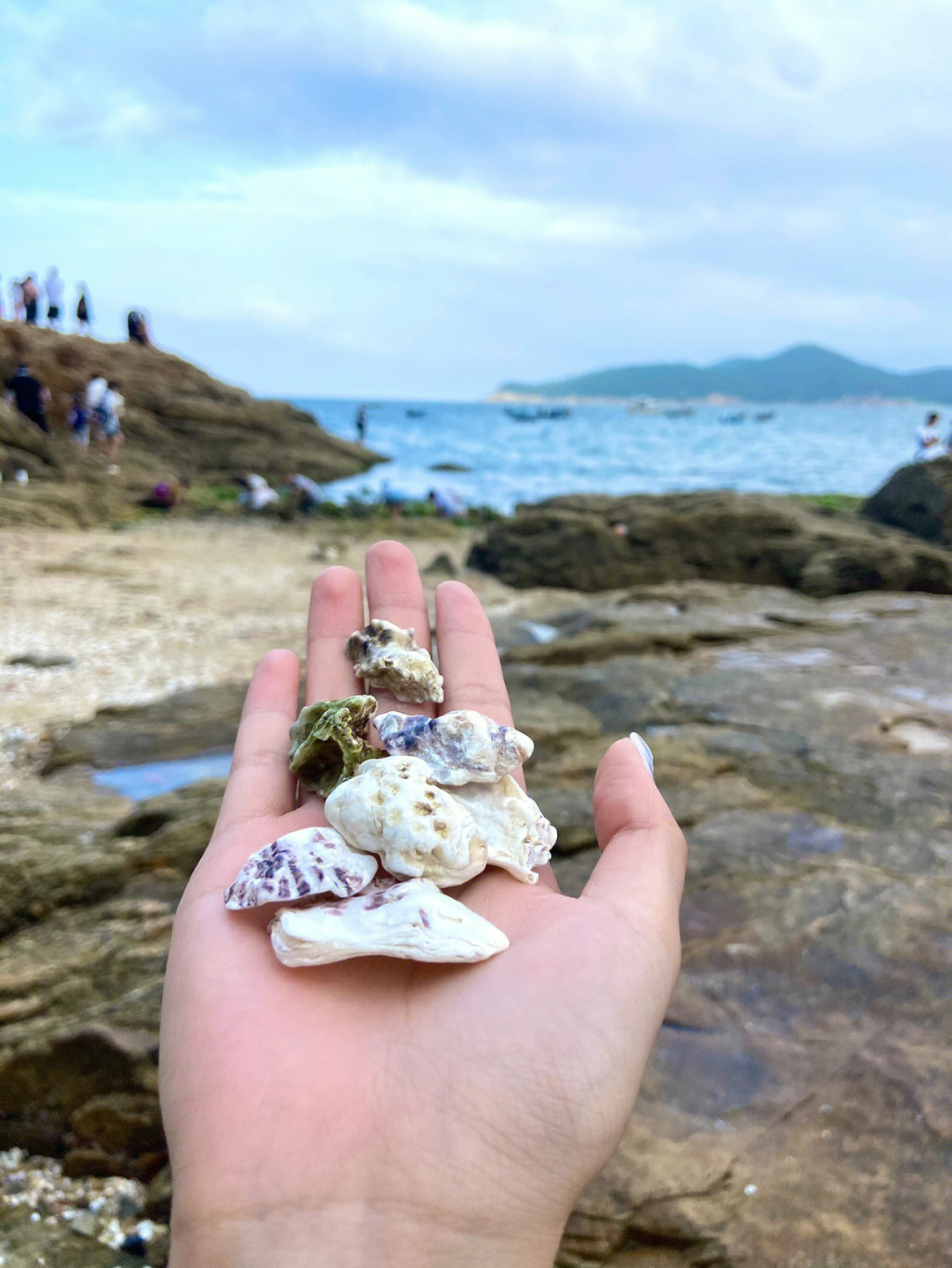 海边捡到的美丽贝壳