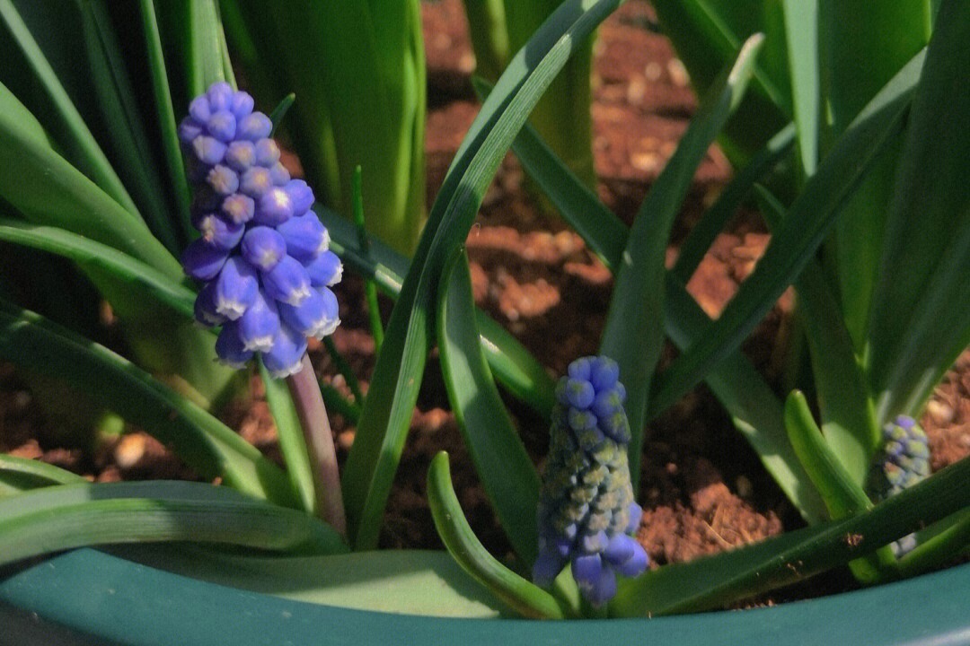 叮超可爱葡萄风信子花苞上线