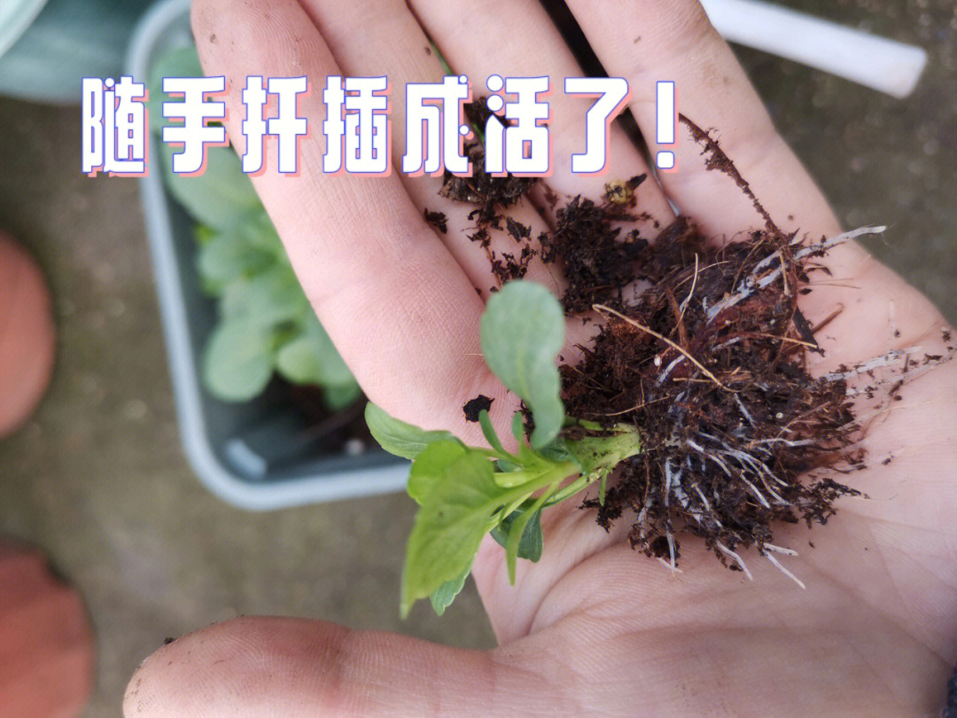 角堇的繁殖方式图片