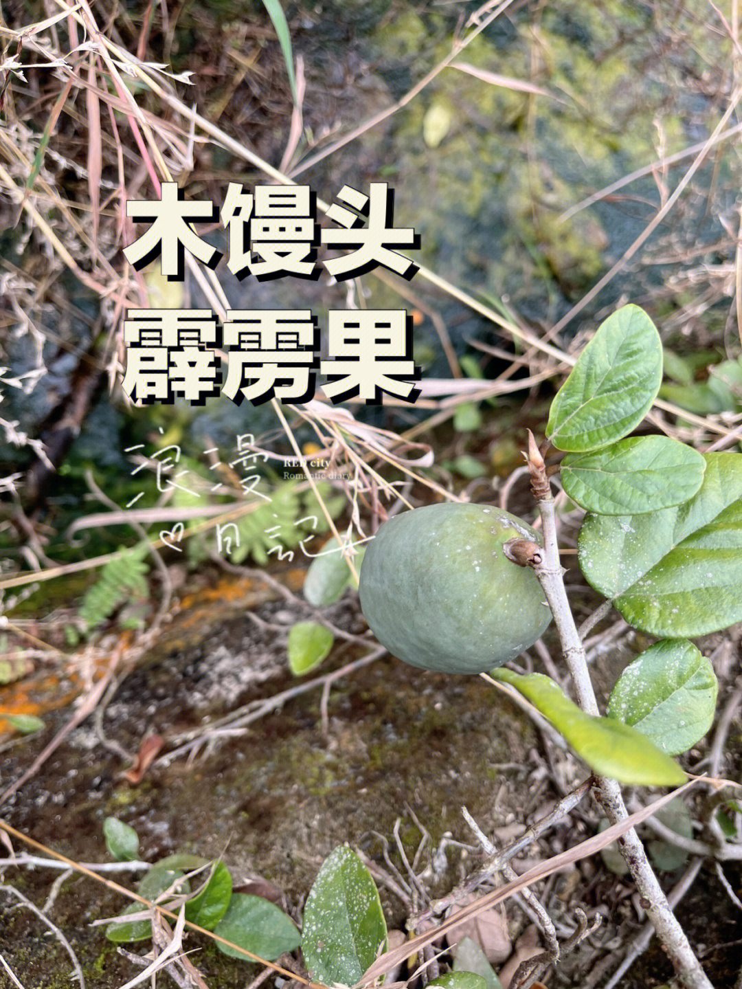 凉粉果公母图片