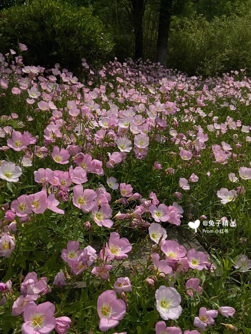 粉花月见草花语图片