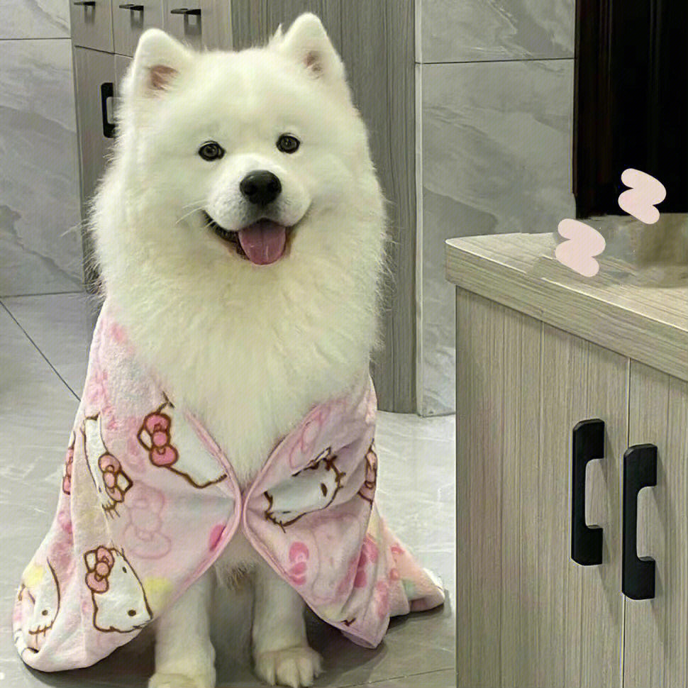 可爱的小狗头像