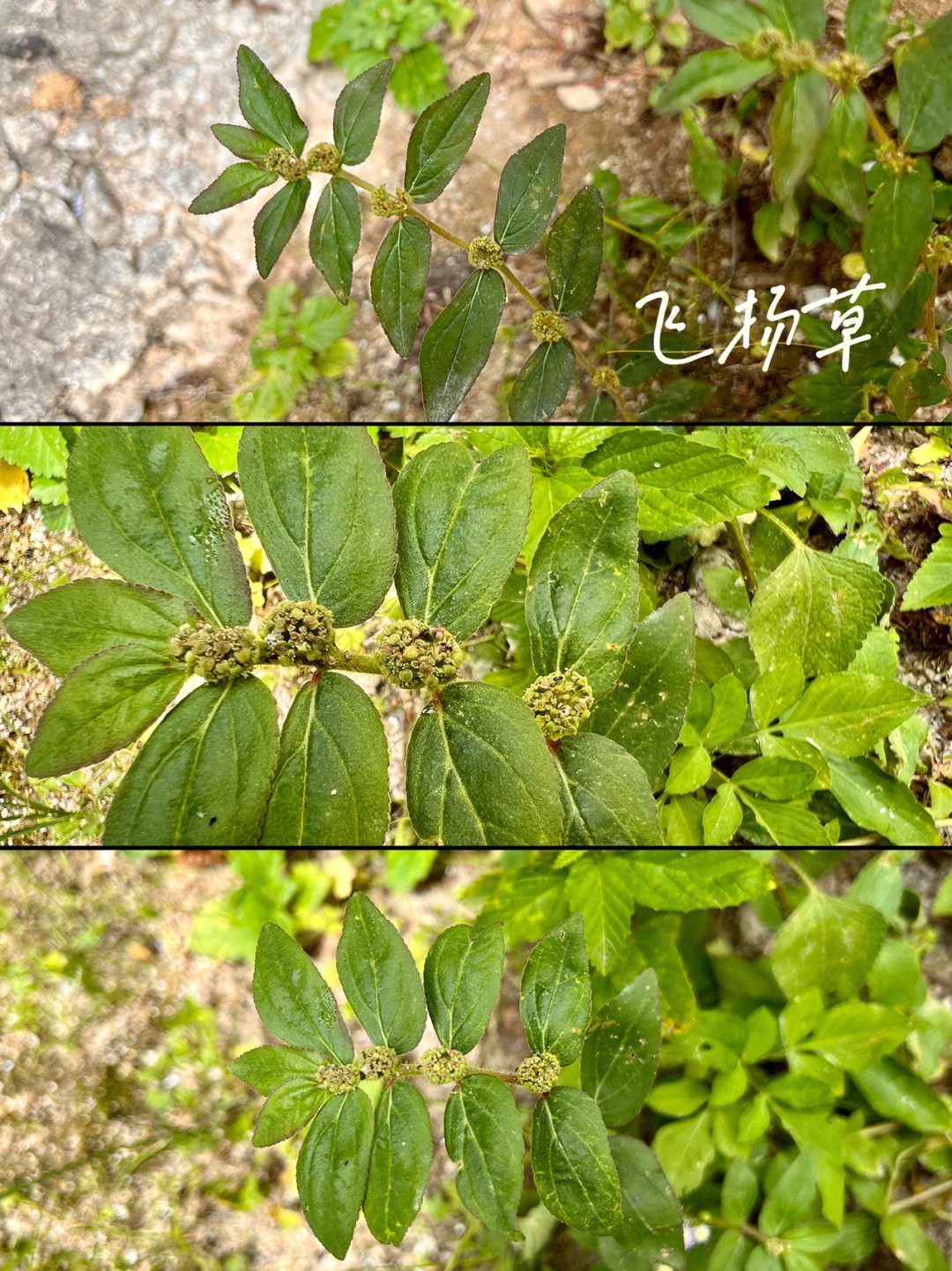 飞扬草的功效与作用图片