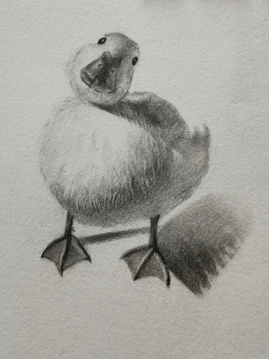 鸭子的素描画法图片