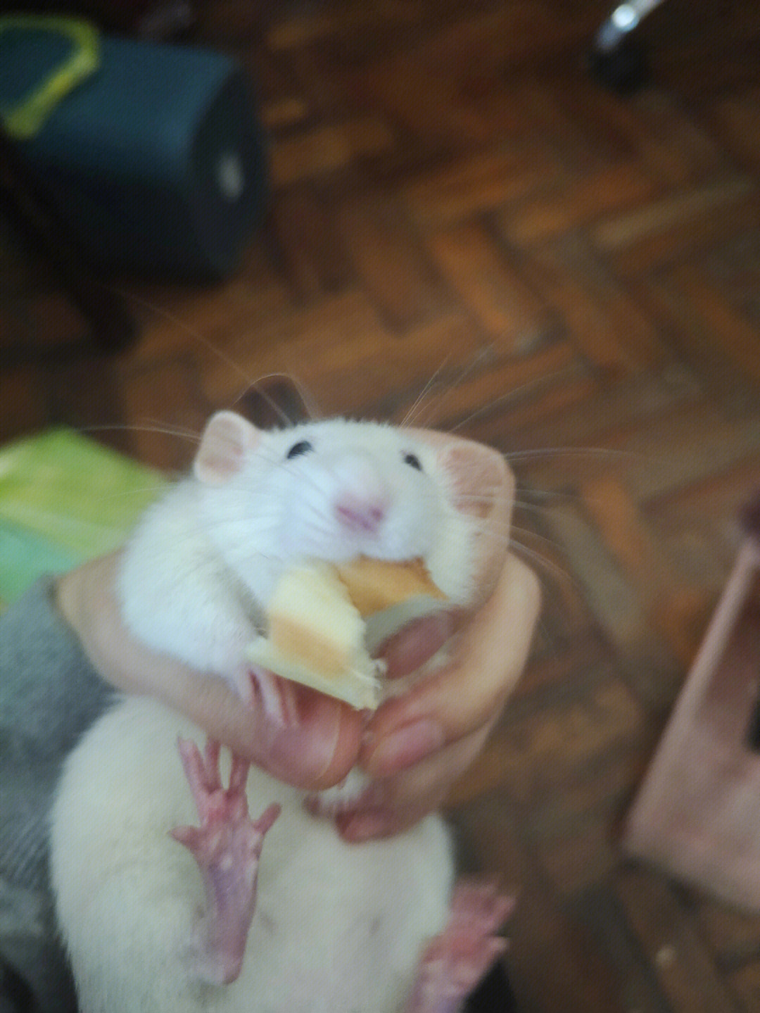 家人们抓到一只偷吃面包的大白鼠