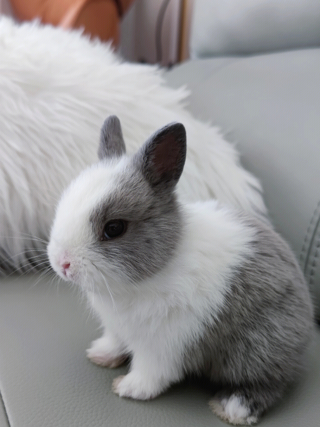 道奇兔和侏儒兔的杂交图片
