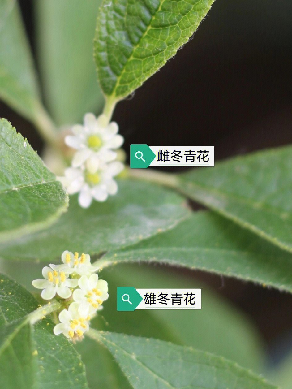 冬青树都开花啦虽然看起来很像但是雌树和雄树的两种花还是有区别的
