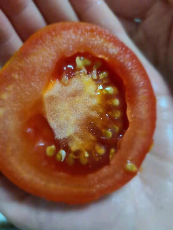 晚上做饭切开西红柿发现里面发芽了第一次见,可以吃吗
