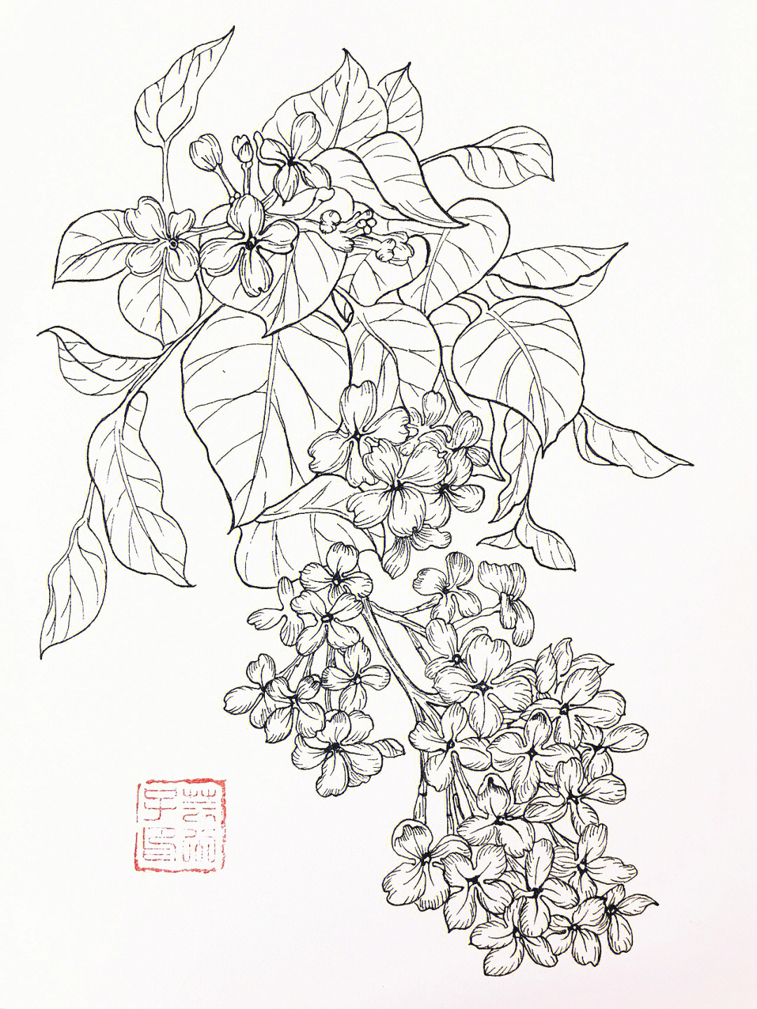 每日一画针管笔画线描花卉丁香花