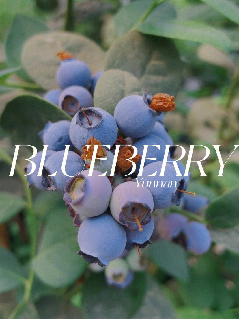 蓝莓的英语怎么写图片