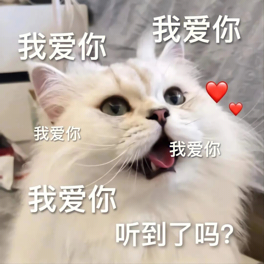 恋爱必备的猫咪表情包又来啦