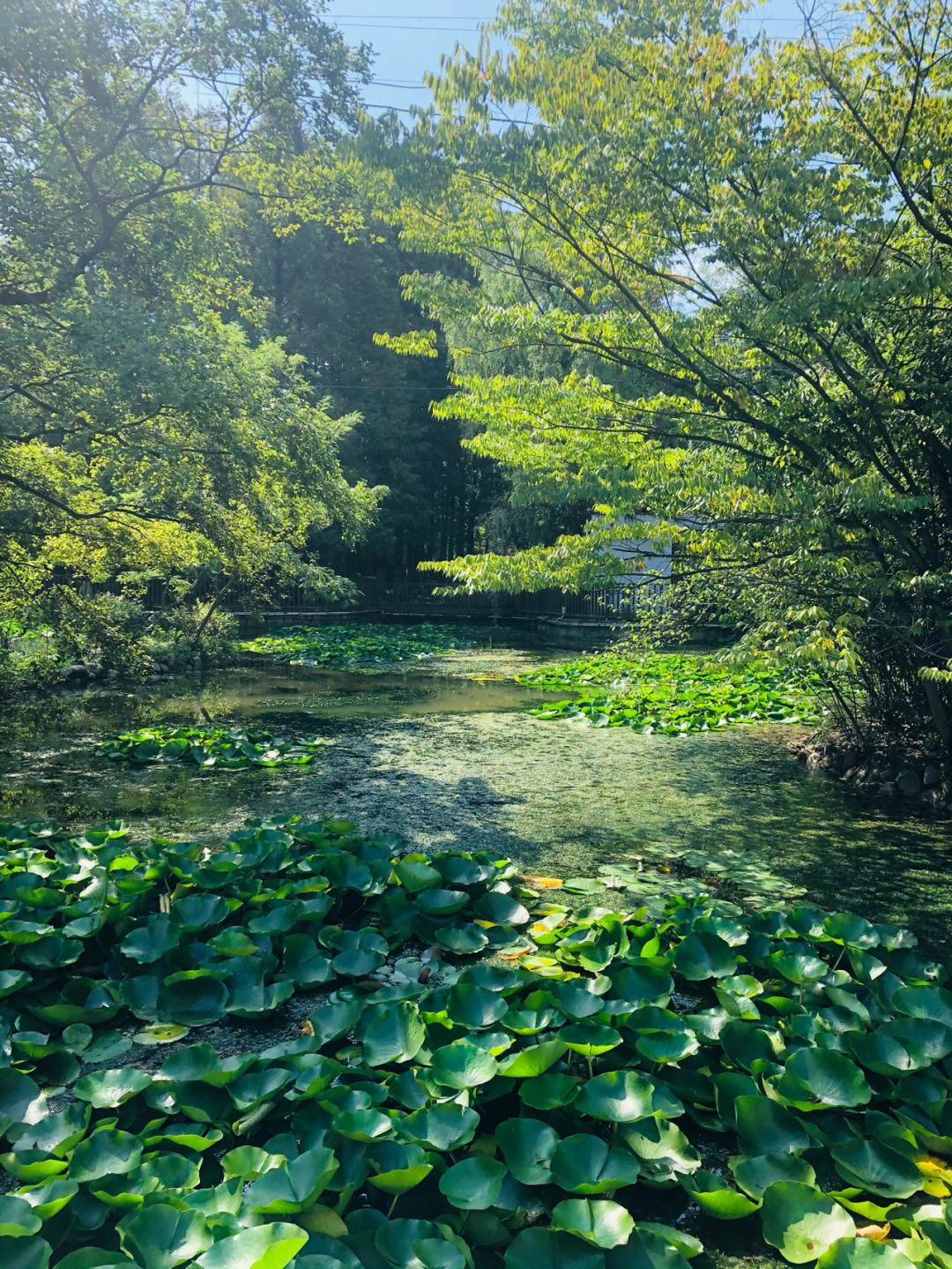 青岛榉林山公园的位置图片