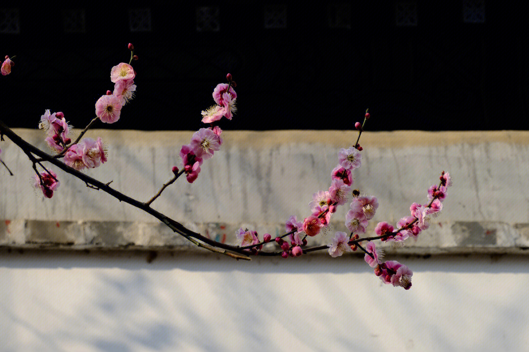 北京大观园梅花玉兰开花啦