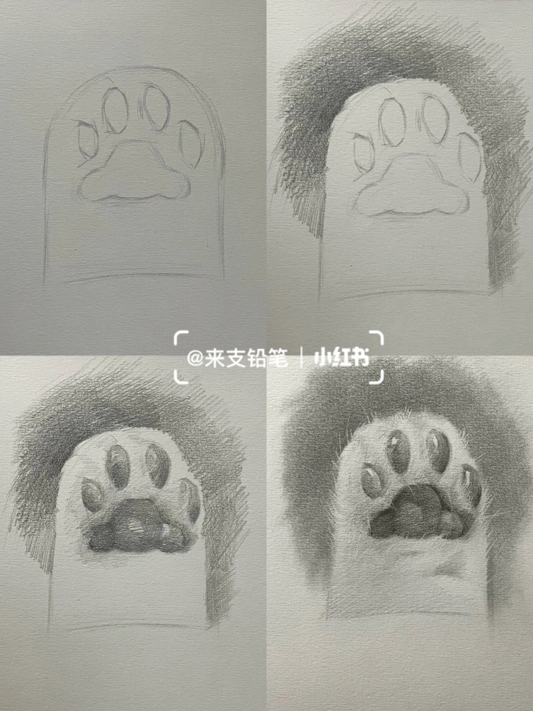动物的脚美术作业图片