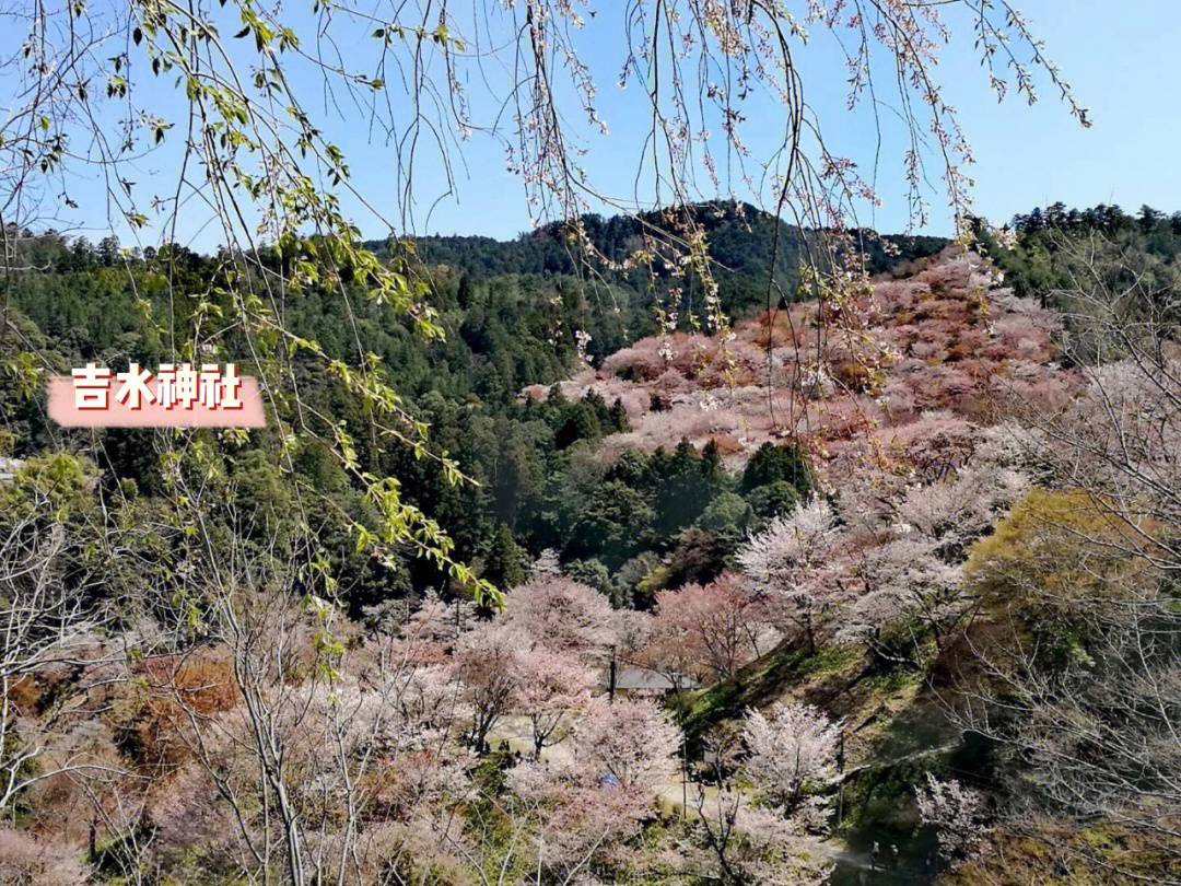 吉野山樱花