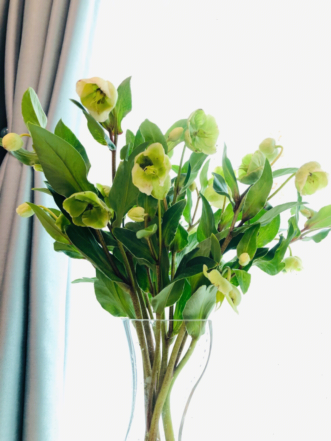 绿菟葵 含笑花图片