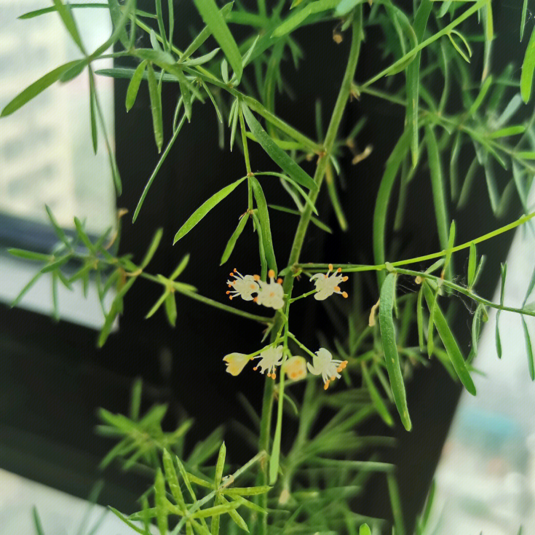 冬の花 宫本浩次简谱图片