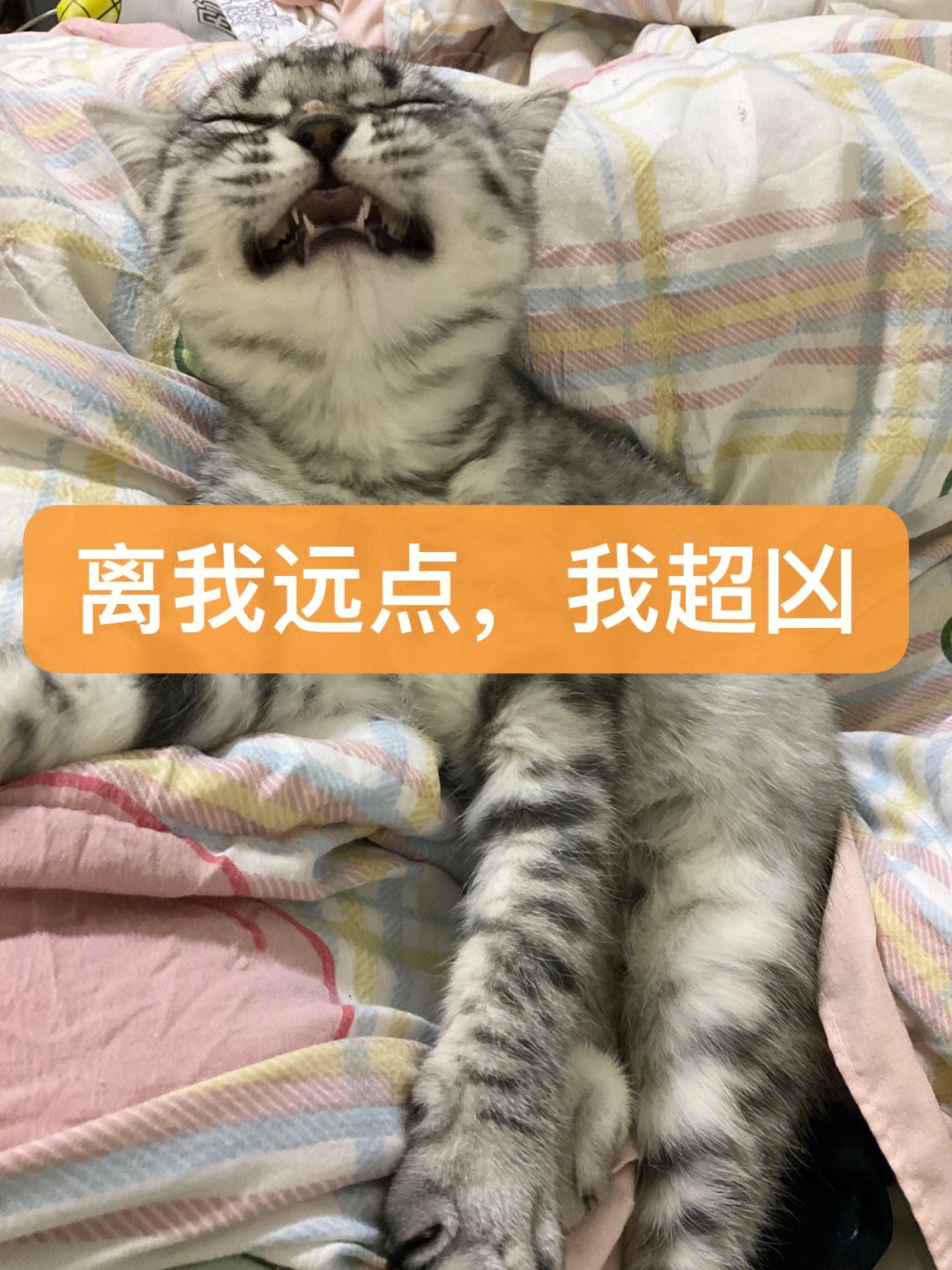 怎么买猫便宜图片