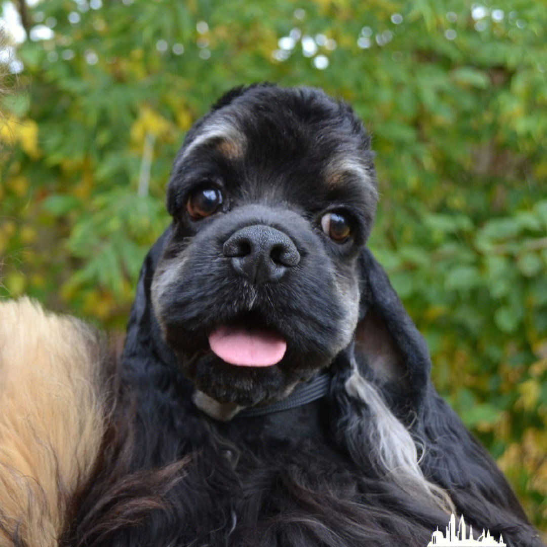 铁包金美国可卡犬成年男孩