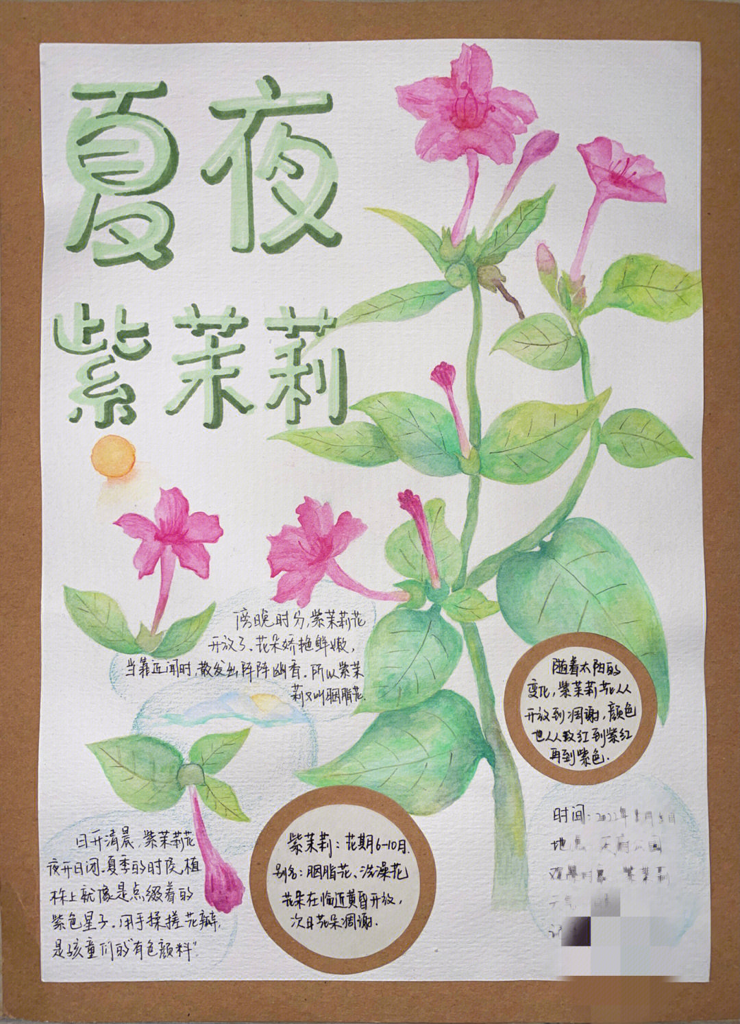 区级获奖自然笔记夏夜紫茉莉