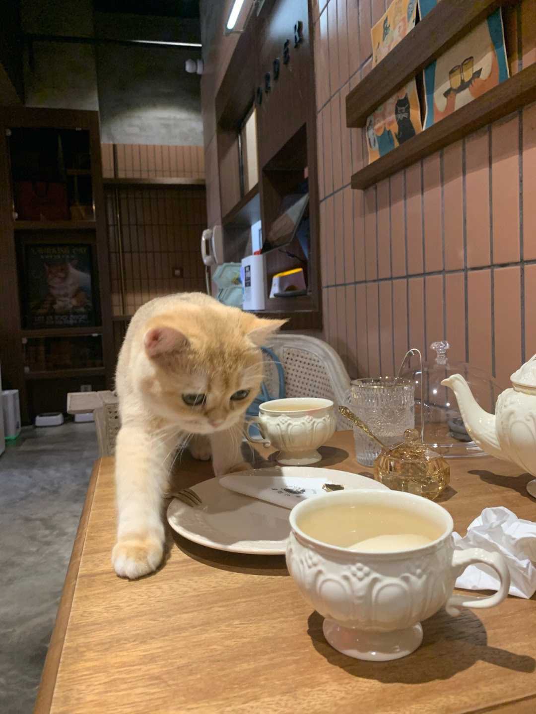 温馨可爱猫咪咖啡店