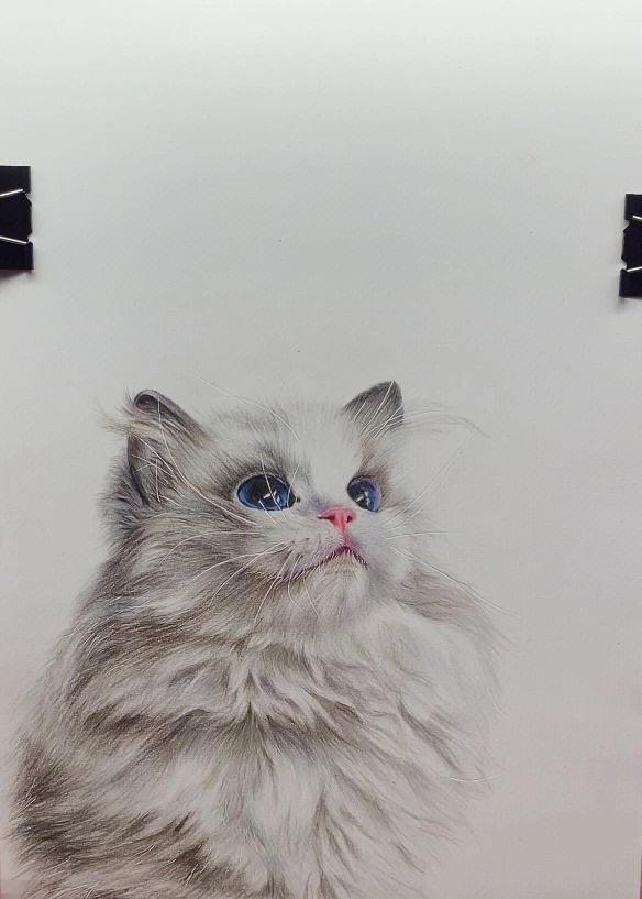 布偶猫彩铅画漂亮图片