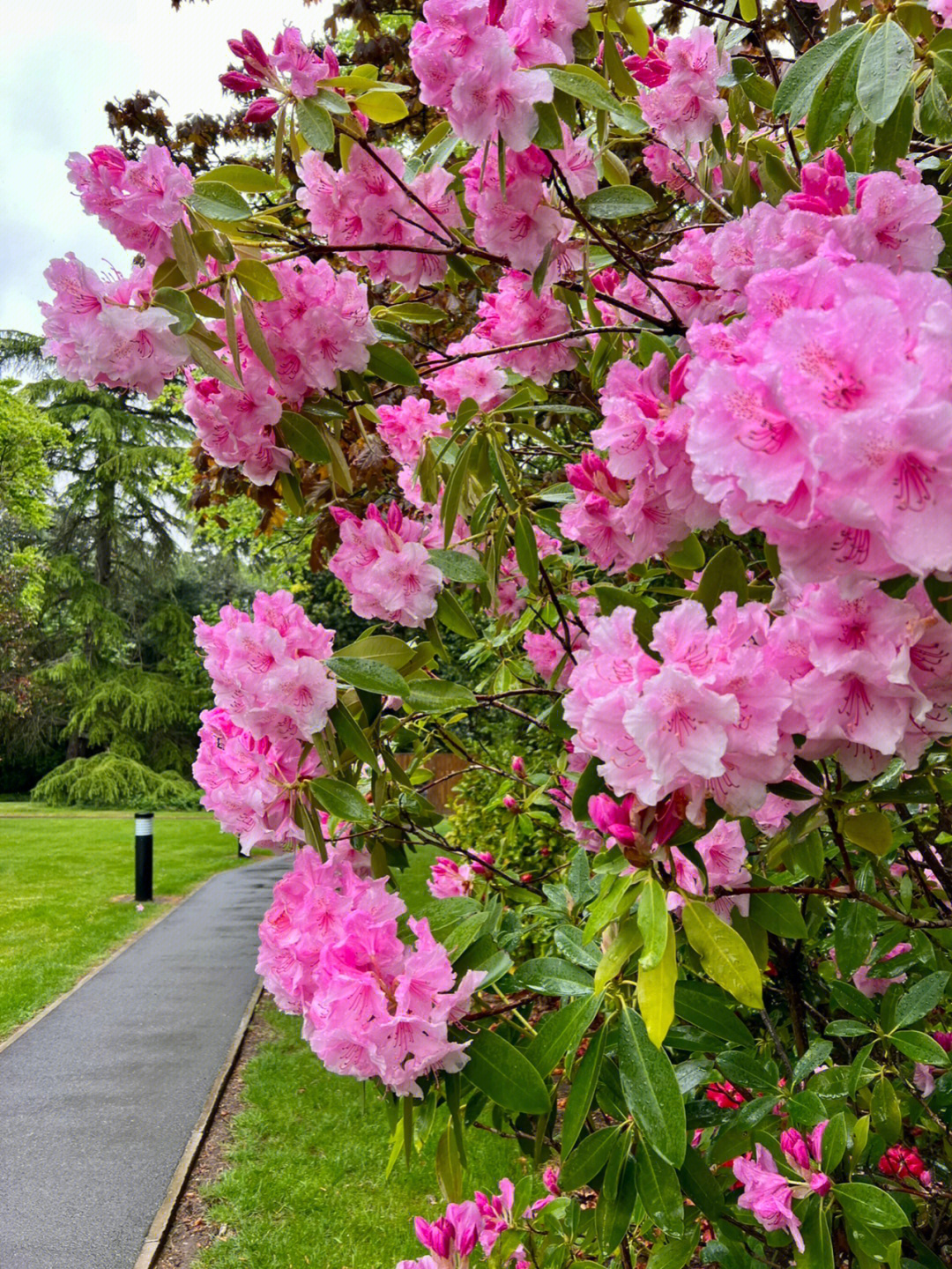 雨中杜鹃花图片图片