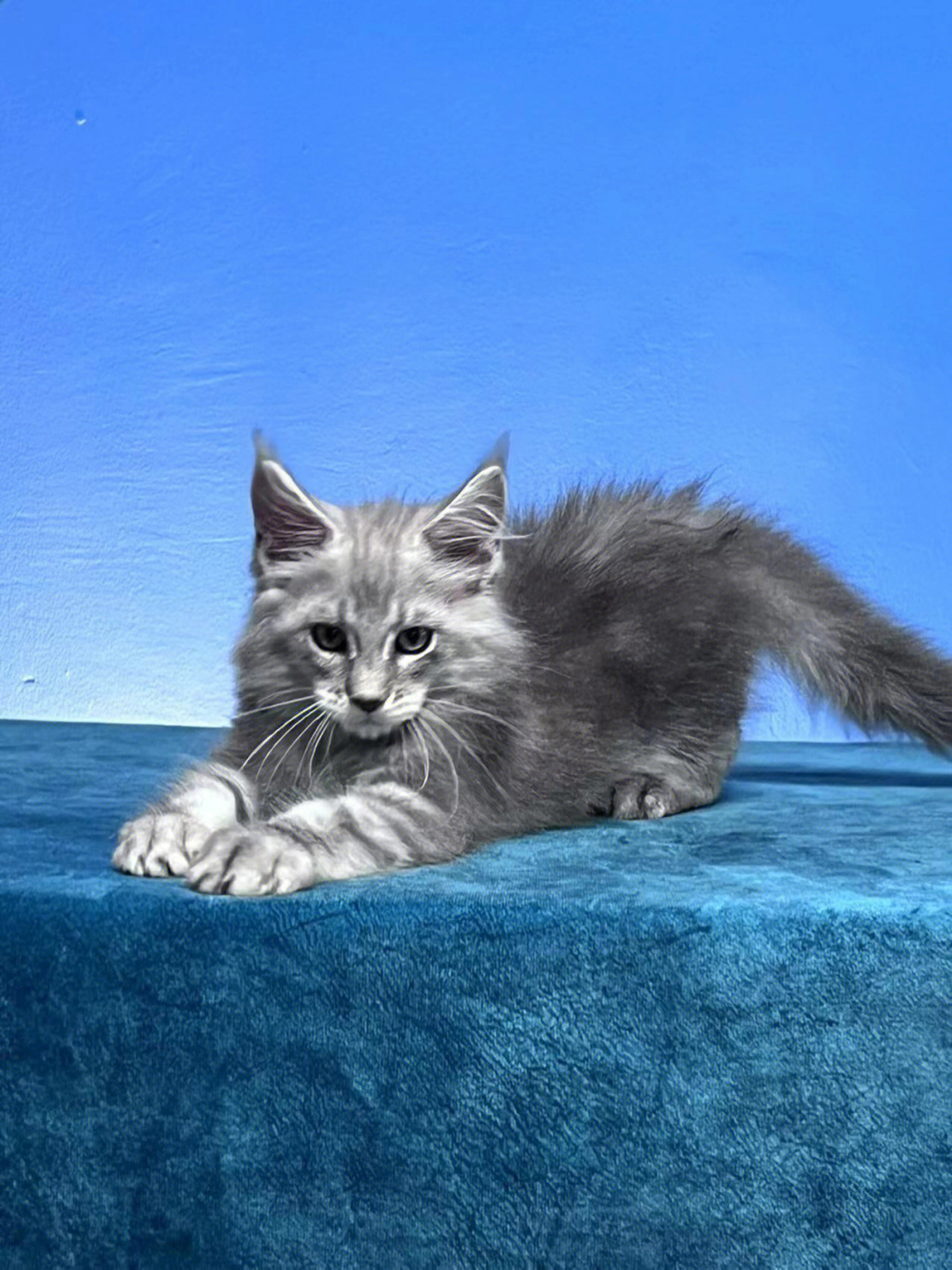 蓝色缅因猫图片图片
