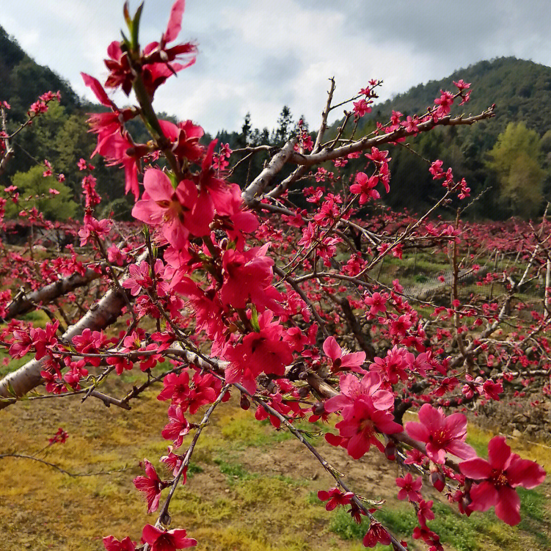 不负春光连平鹰嘴桃花迎春盛开