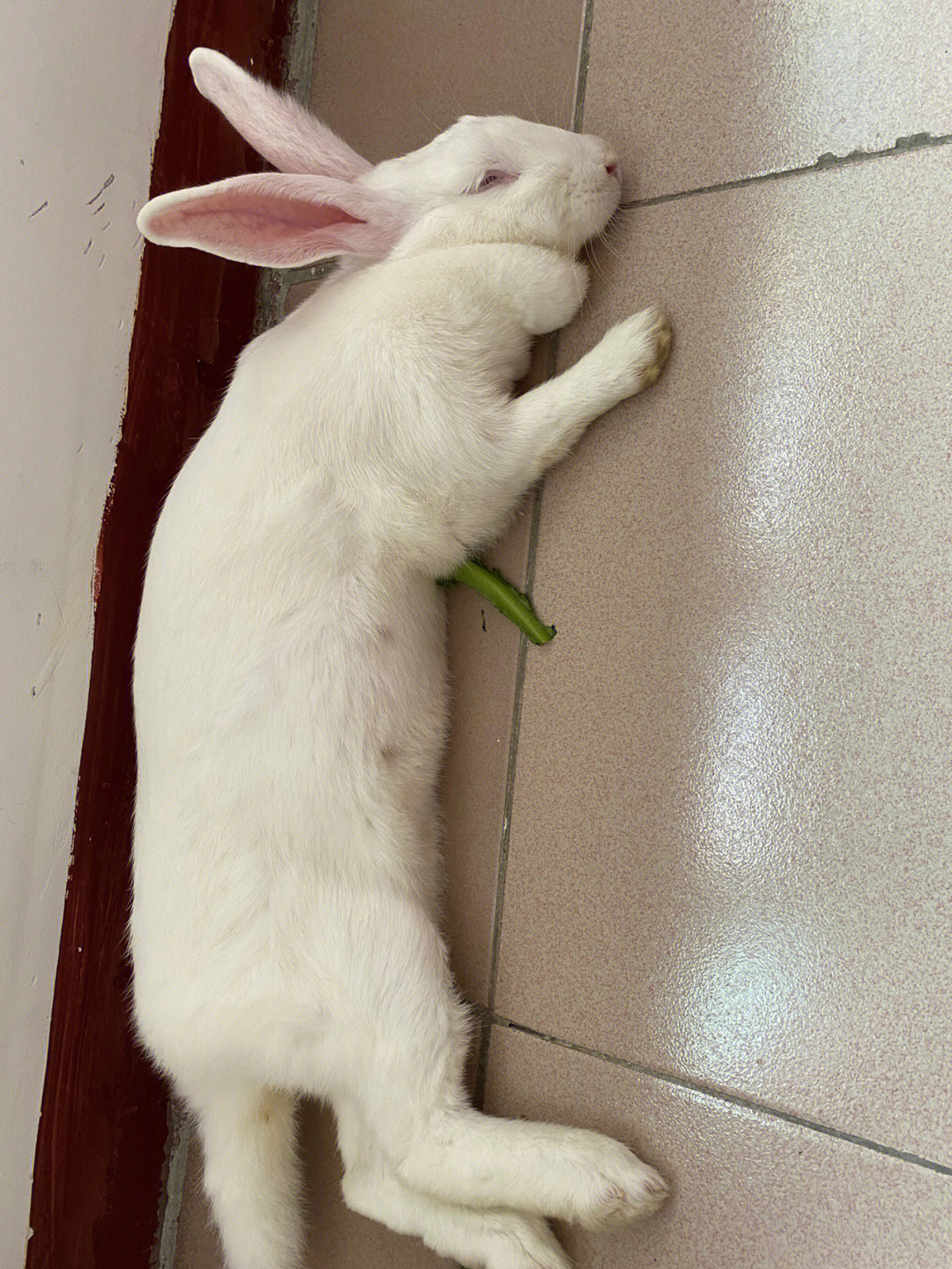 兔子放松时的姿势图片