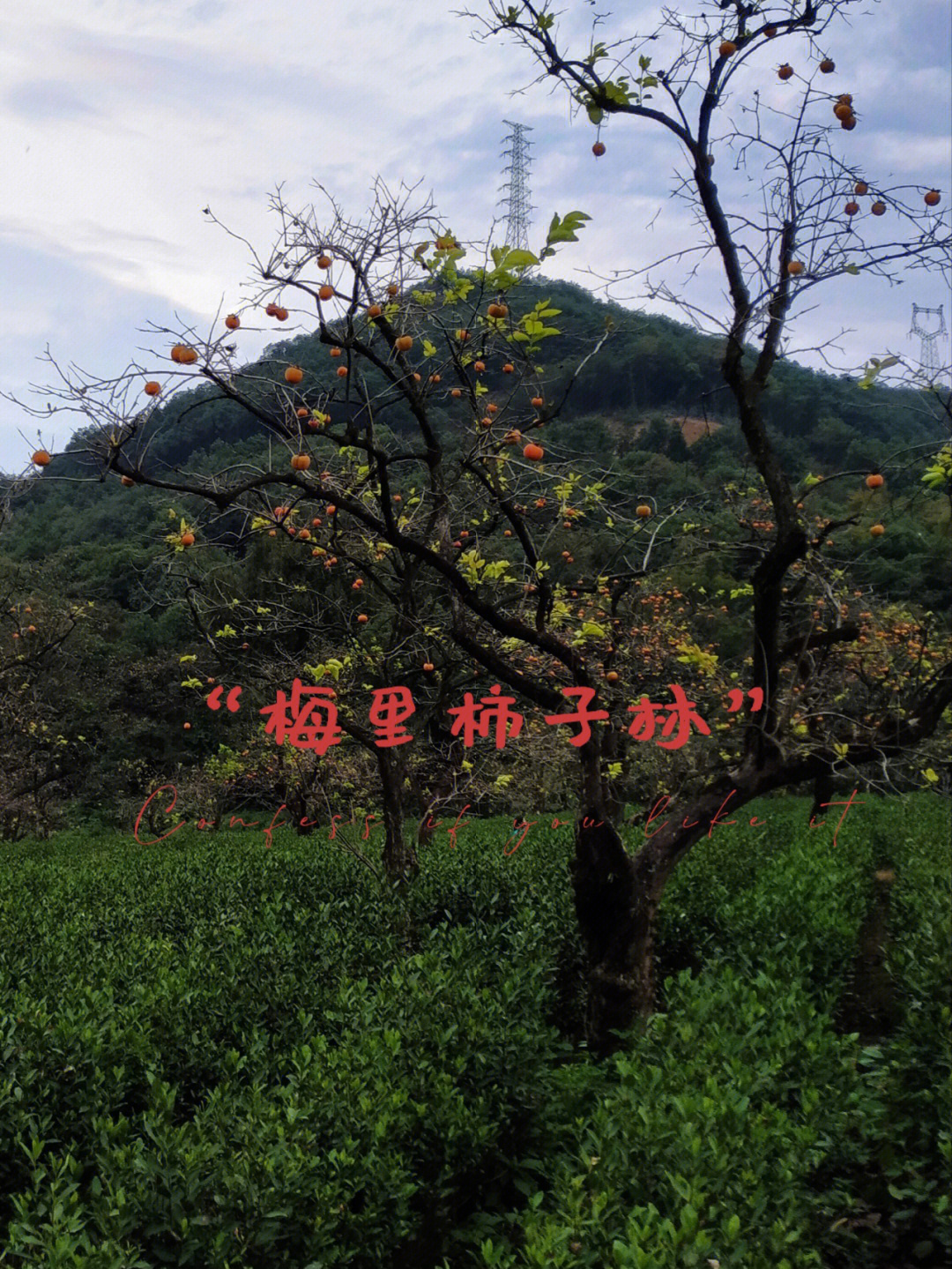 梅里村柿子节·你向往的如意柿界.