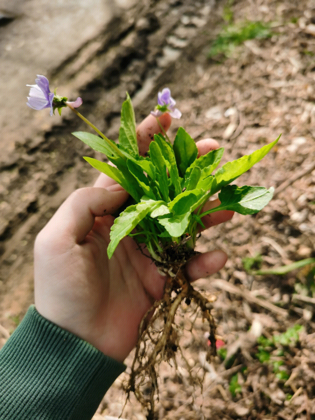 紫花地丁炖肉图片