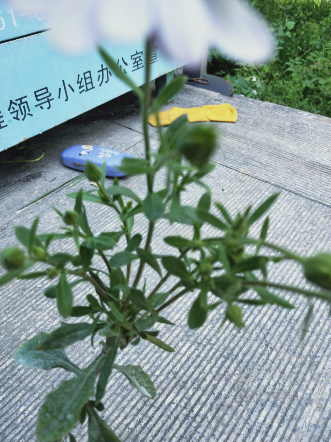 蓝目菊幼苗图片图片