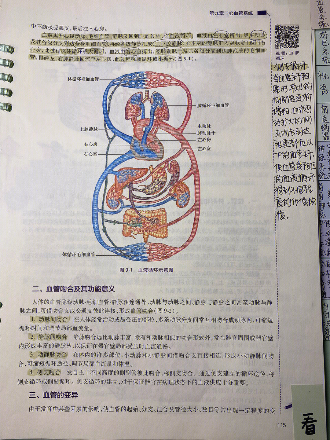 系解学习笔记心血管系统①