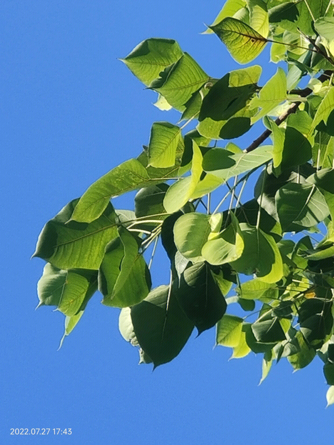 路边的菩提树