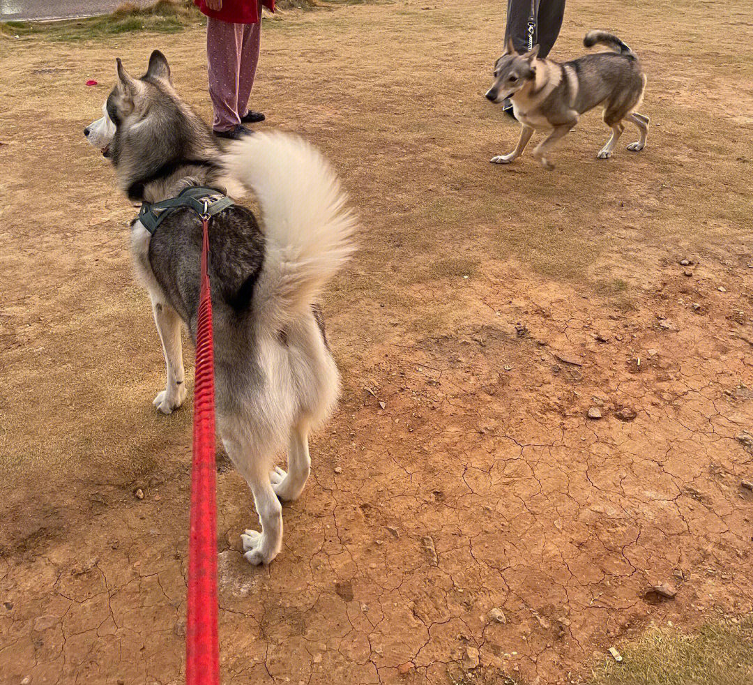 偶遇一只捷克狼犬,真的很像狼,不过胆子真的小