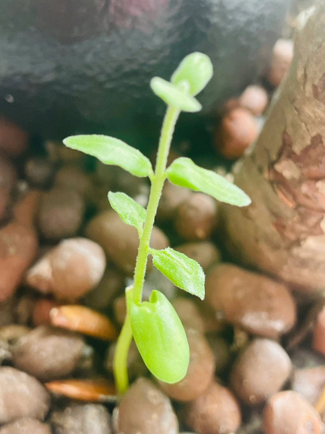 布布花和小豆芽融合图片