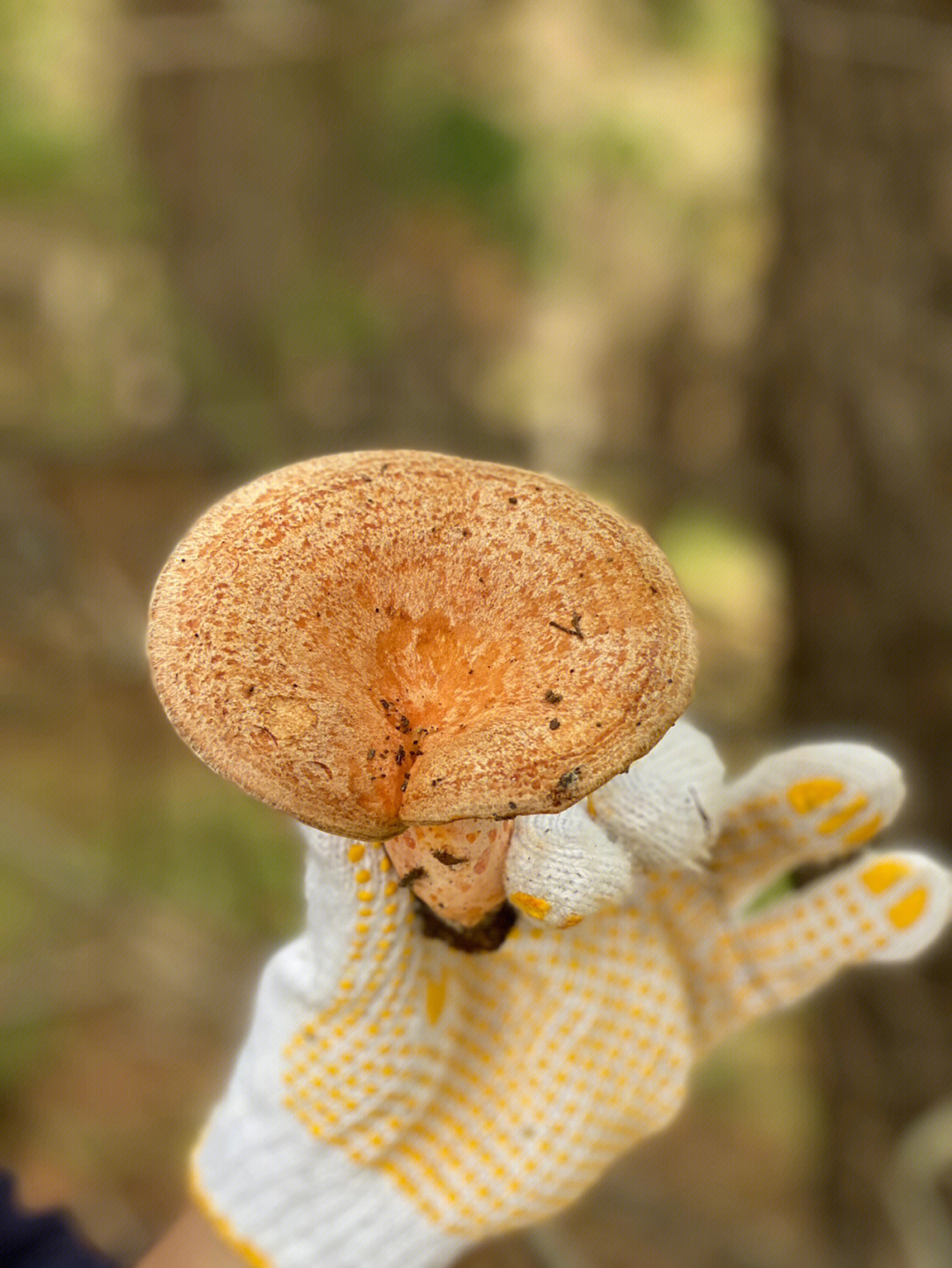 松菌,重阳菌等,生长在松树下的酸性土,是乳菇属中最常见的大型蘑菇之