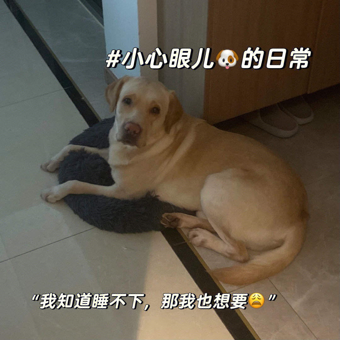 成都新增红眼病狗患者