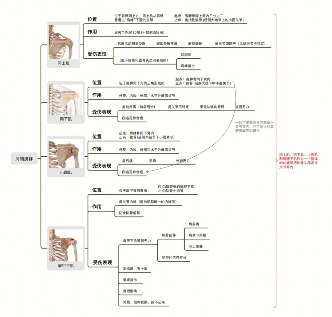 关节学总结思维导图图片