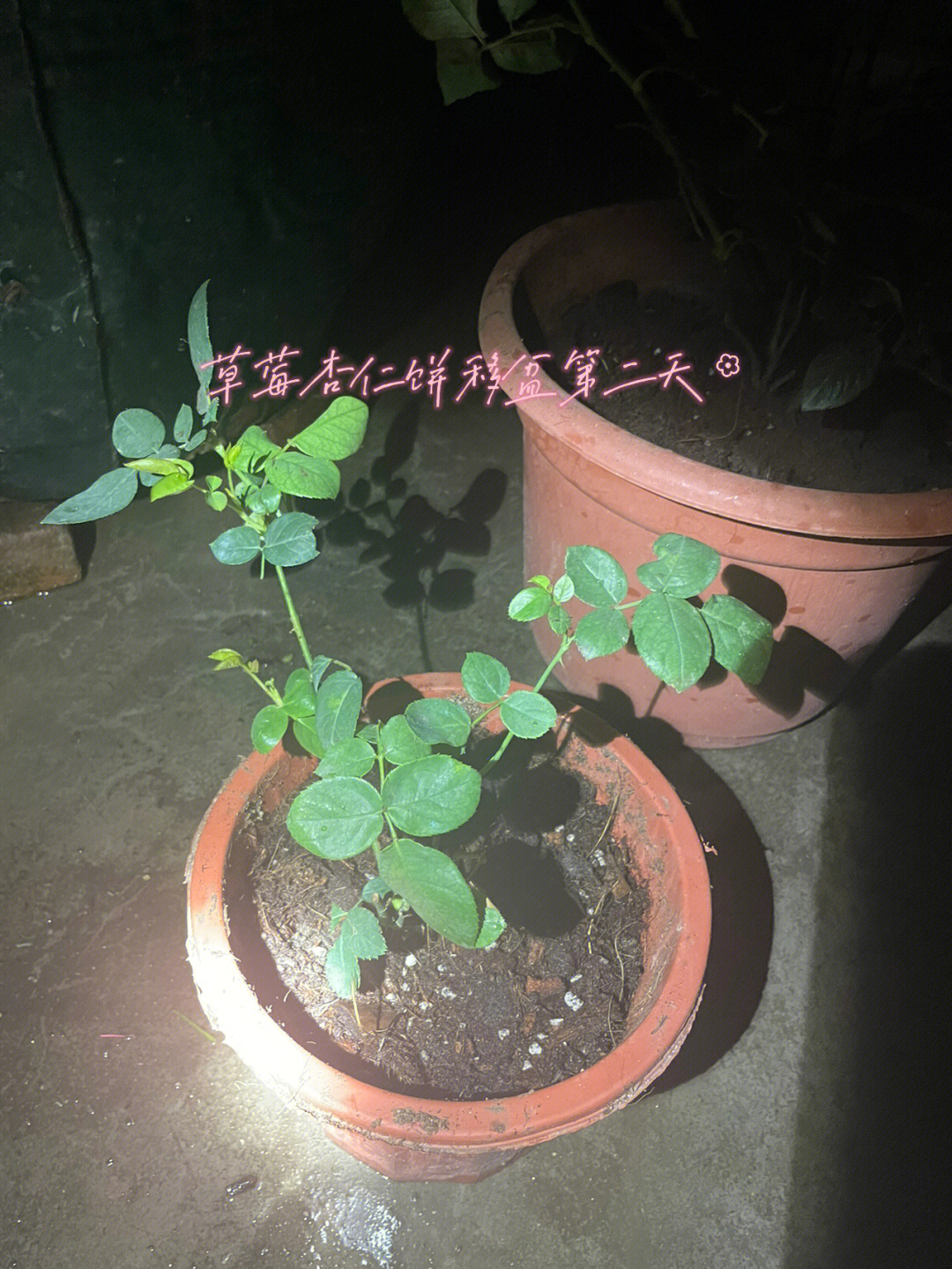 观察月季花科学记录图片