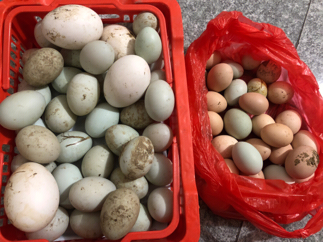 台湾上演“蛋蛋危机”鸭蛋价格创历史新高