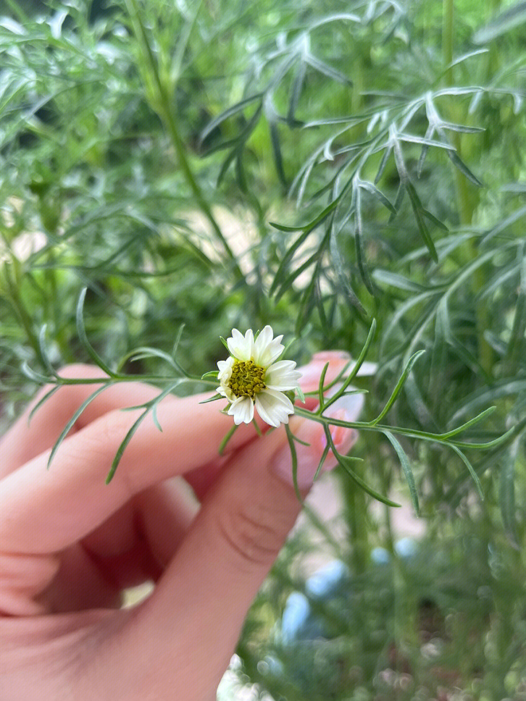 波斯菊成长日记之开花